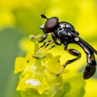 Kleine Mistbiene (Syritta pipiens) 