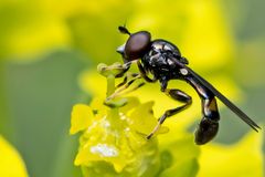 Kleine Mistbiene (Syritta pipiens) 