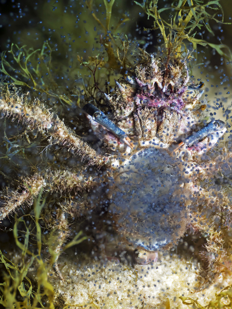 Kleine Mittelmeer-Seespinne (Maja crispata)