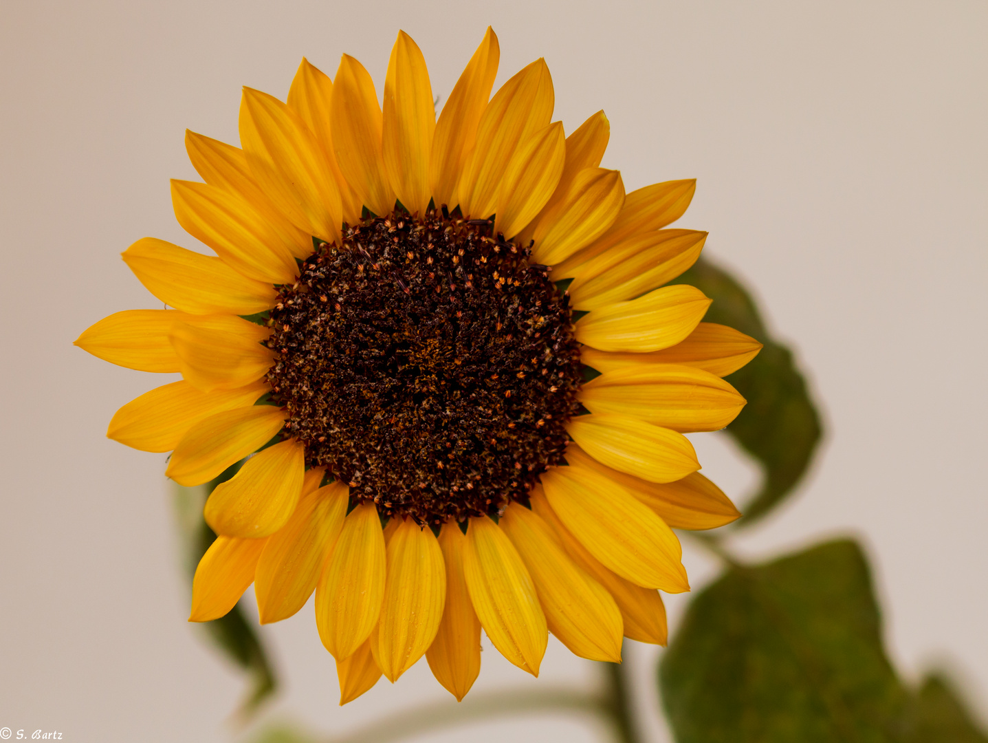 Kleine Mittwochs – Sonnenblume 