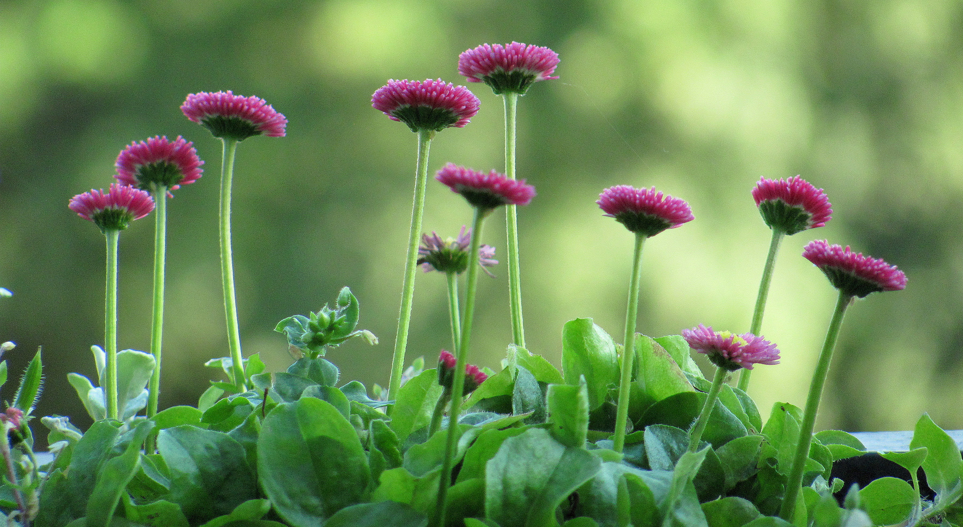 kleine Mittwochsblümchen