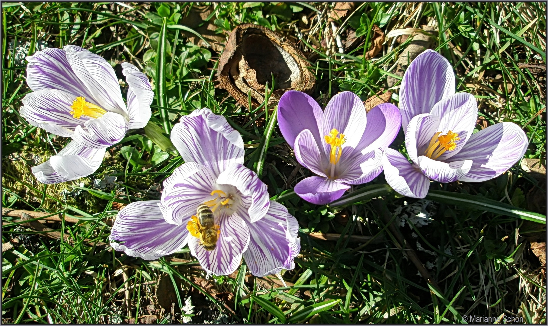 Kleine Mittwochsblümchen...