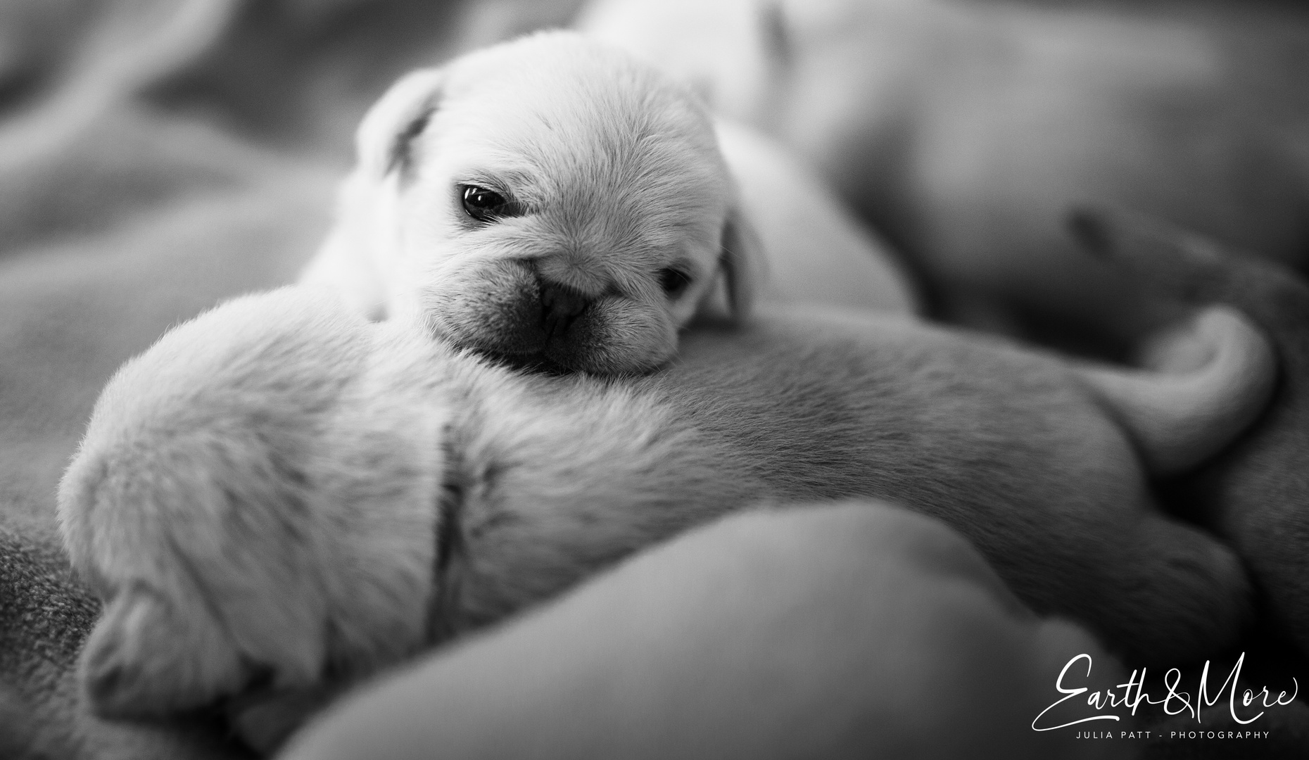 Kleine Möpse beim Kuscheln