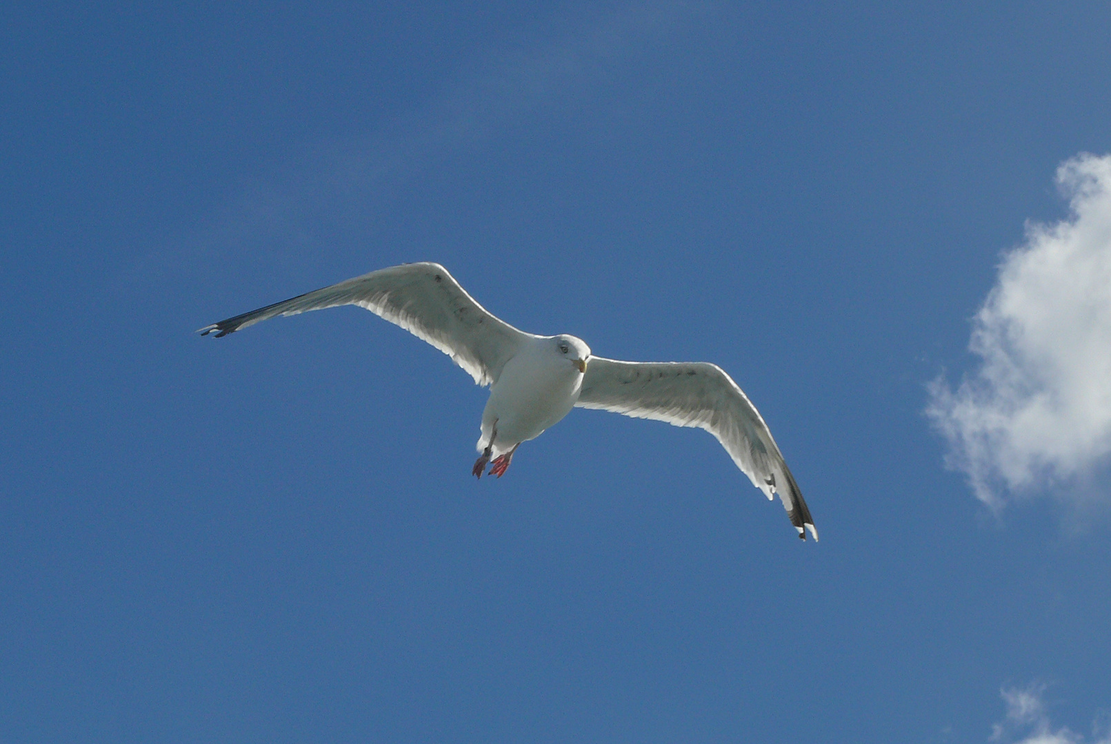 kleine Möve, flieg nach Helgoland...