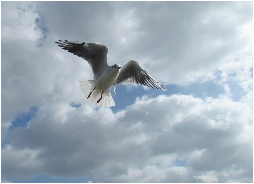 Kleine Möve flieg nach Helgoland