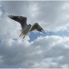 Kleine Möve flieg nach Helgoland