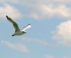 Kleine Möve, flieg nach Helgoland ...