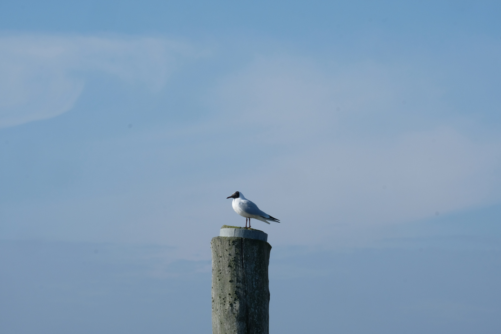 Kleine Möwe