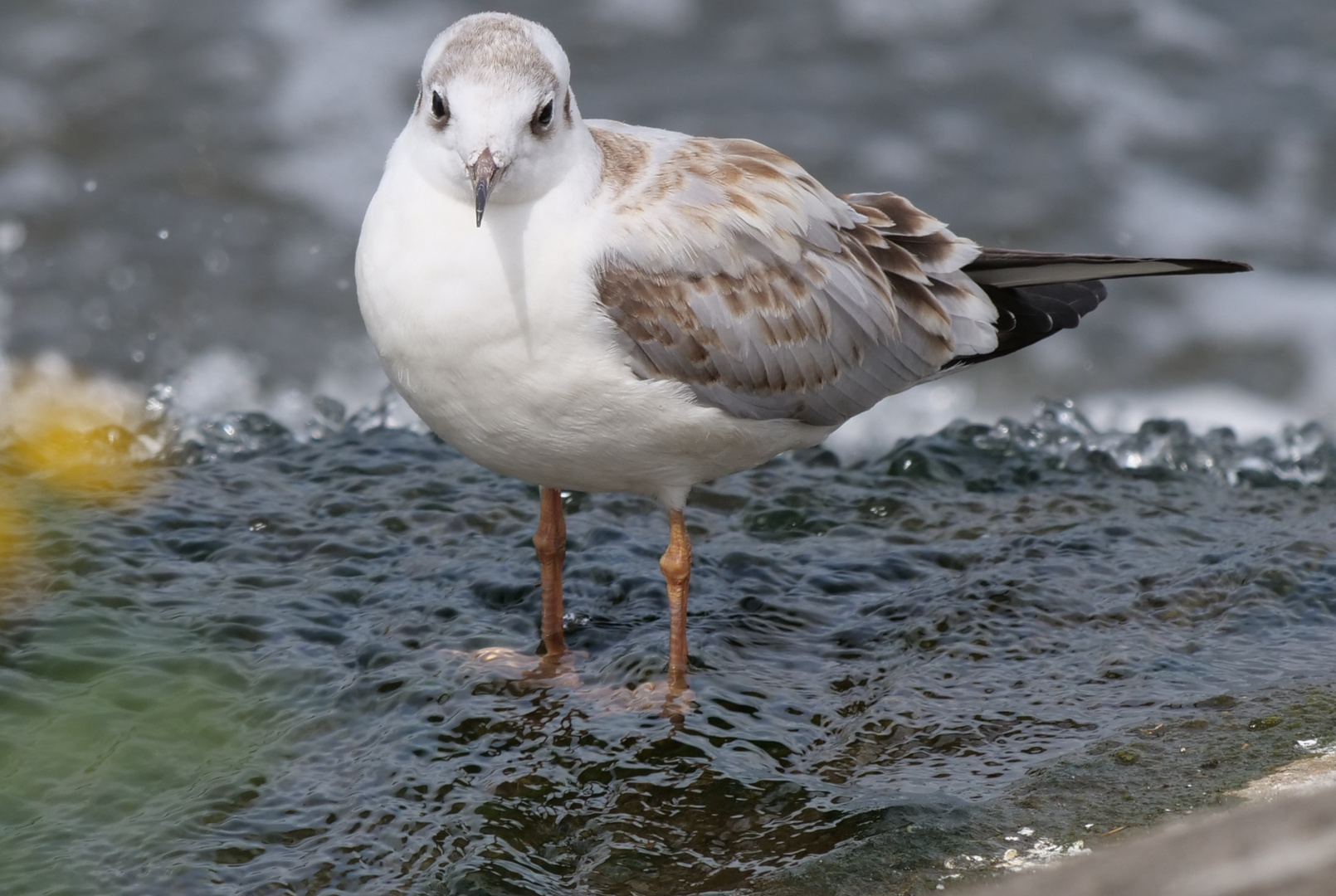 Kleine Möwe Foto & Bild | tiere, wildlife, wild lebende vögel Bilder