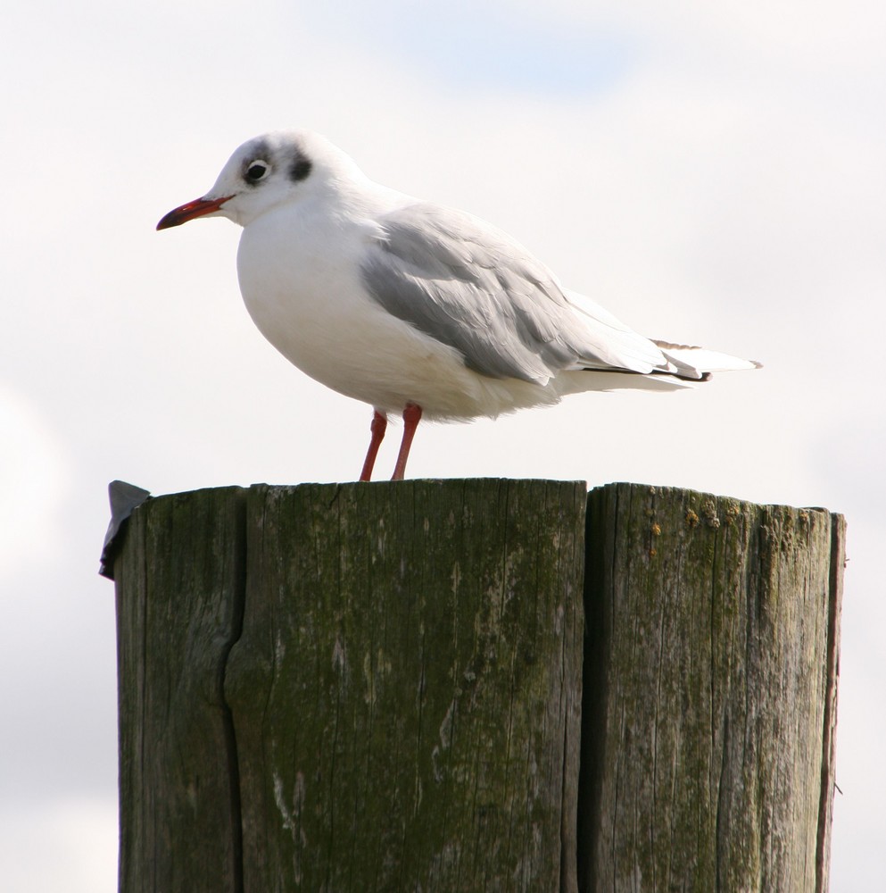 Kleine Möwe ...