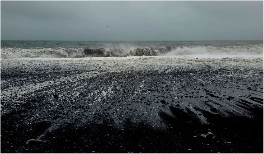 Kleine Möwe am schwarz-weißen Strand von Reynisvjara (I)