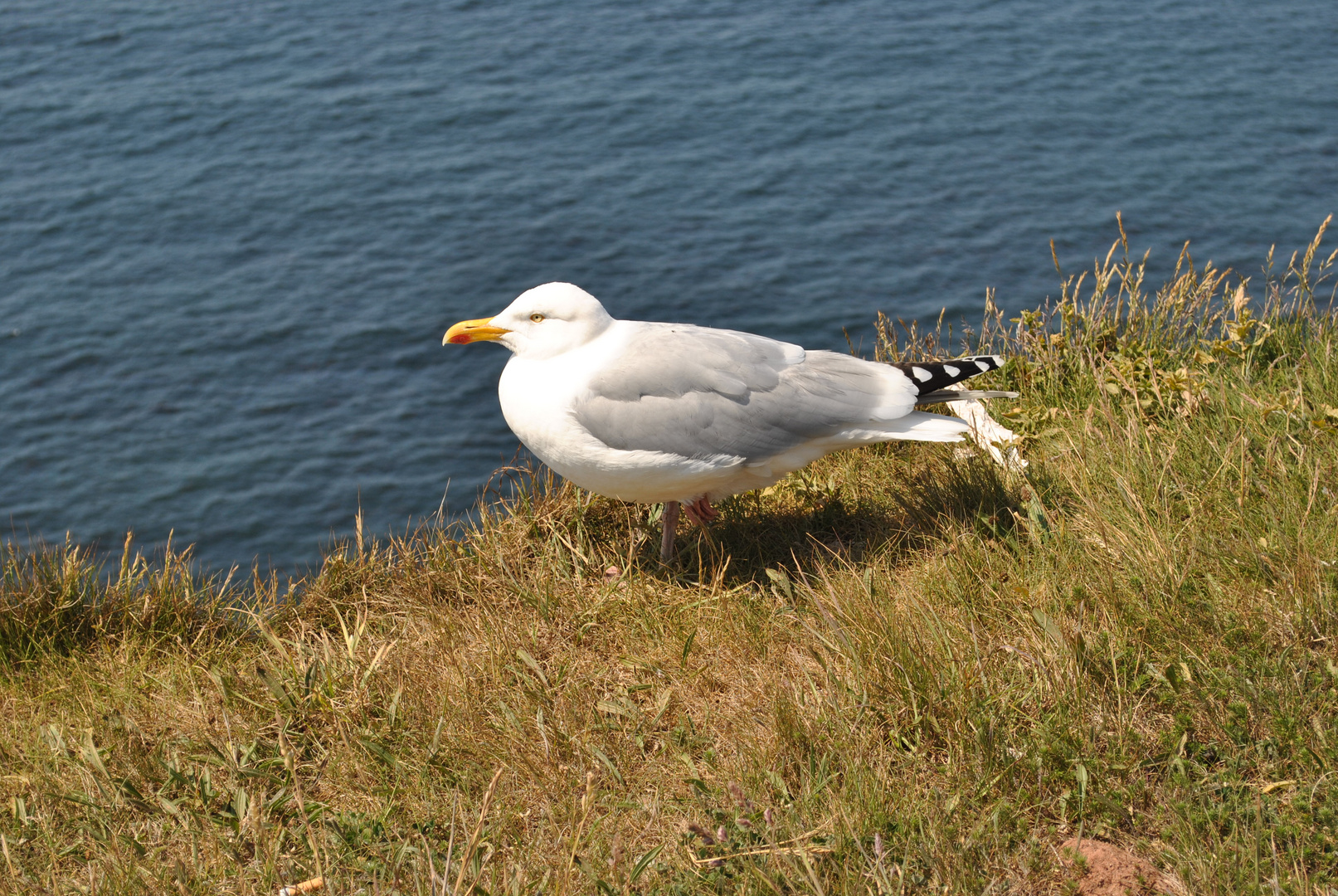 Kleine Möwe