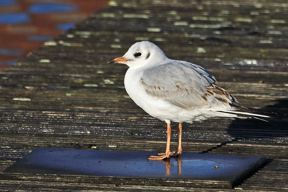 kleine Möwe