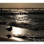 Kleine Möwe fast allein am Strand...