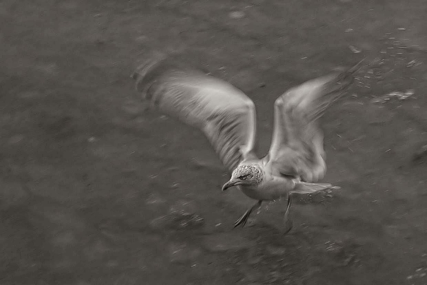 kleine Möwe flieg.........