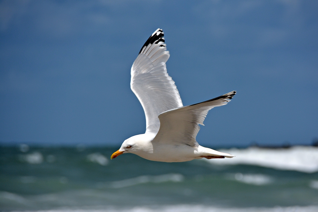 Kleine Möwe flieg 