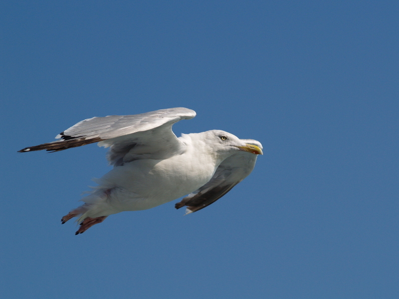 kleine Möwe flieg nach ..