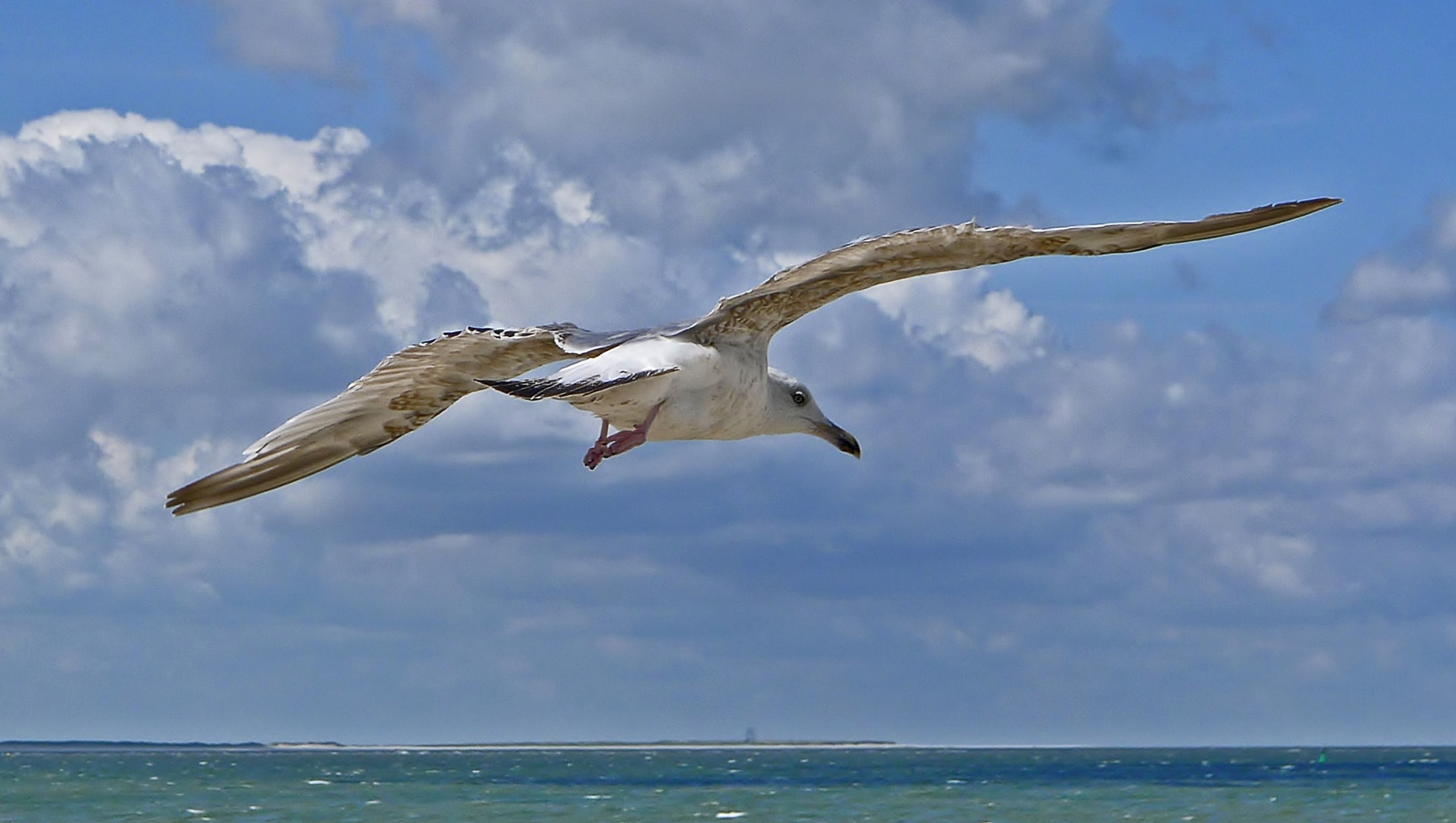 Kleine Möwe flieg nach Helgoland