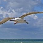 Kleine Möwe flieg nach Helgoland