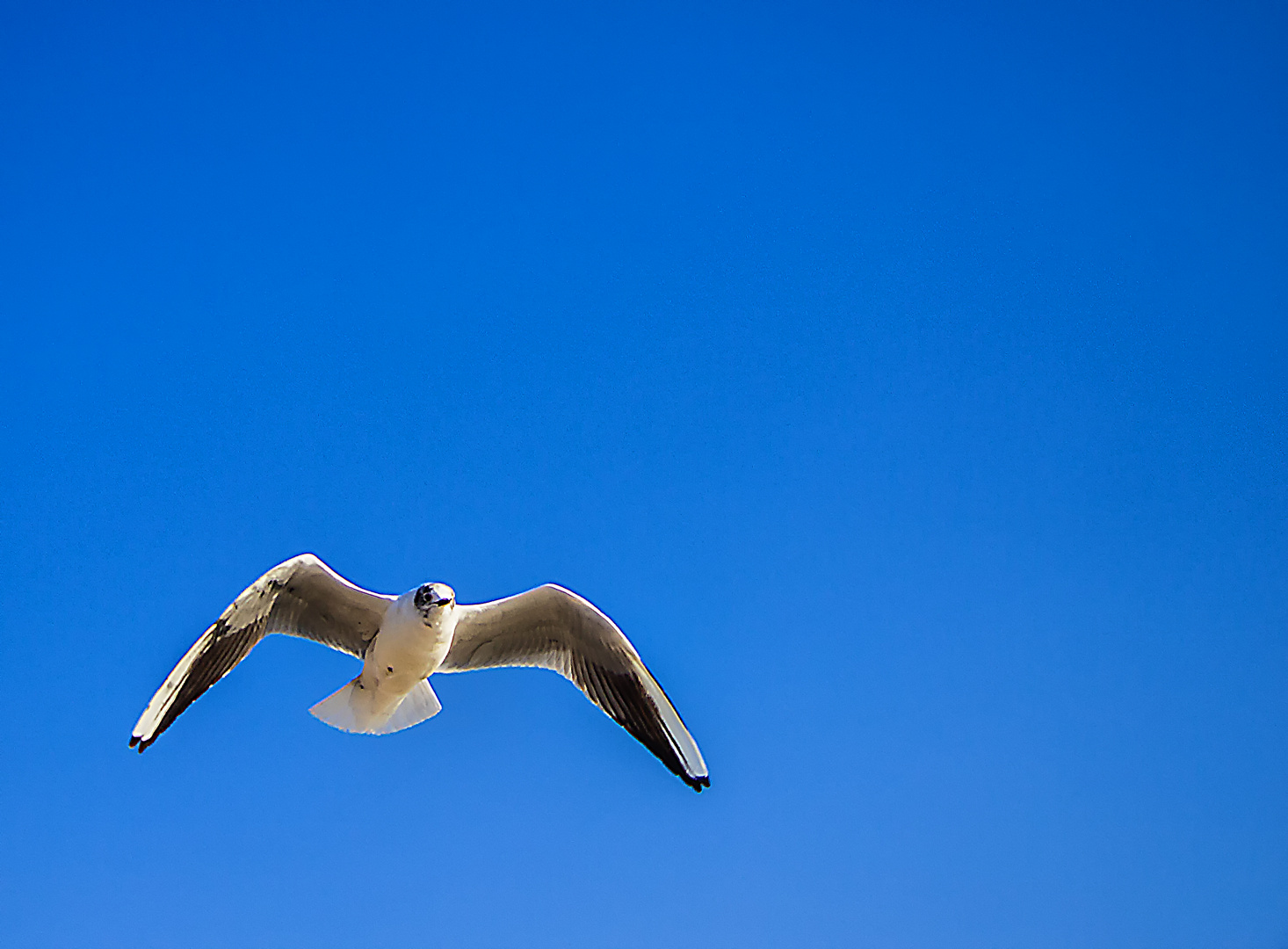 Kleine Möwe, ... flieg nach Helgoland ...