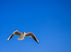 Kleine Möwe, ... flieg nach Helgoland ...