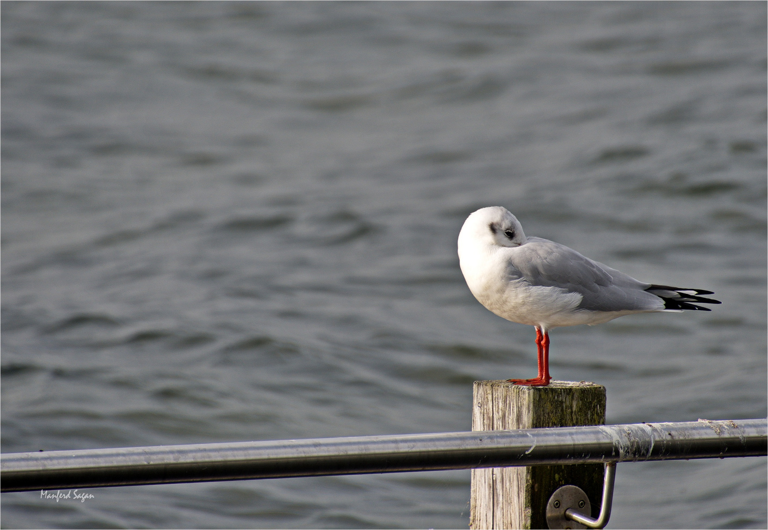 Kleine Möwe, flieg nach Helgoland... 