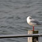 Kleine Möwe, flieg nach Helgoland... 