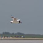 Kleine Möwe flieg nach Helgoland