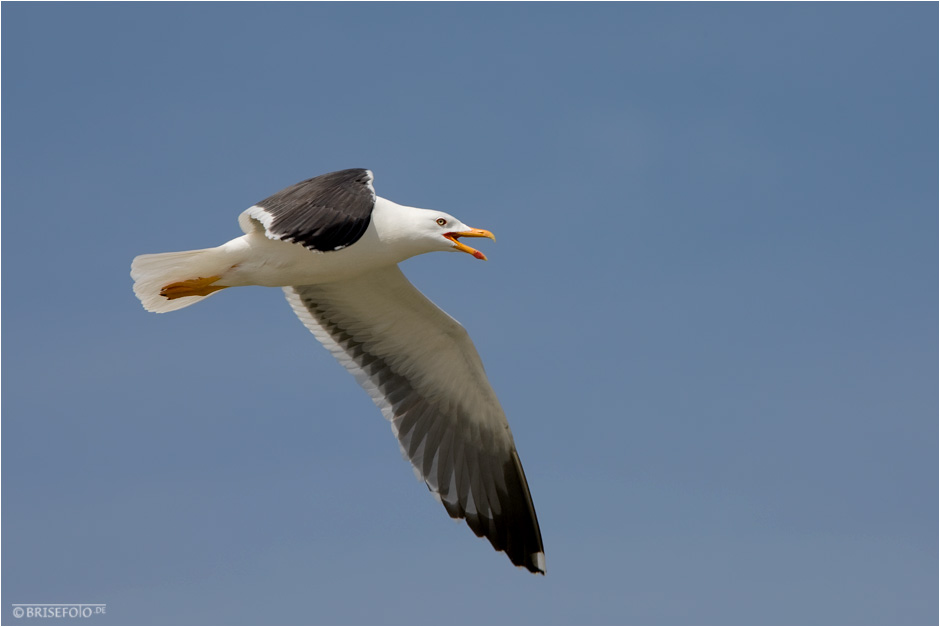 Kleine Möwe flieg´ nach Helgoland