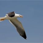 Kleine Möwe flieg´ nach Helgoland