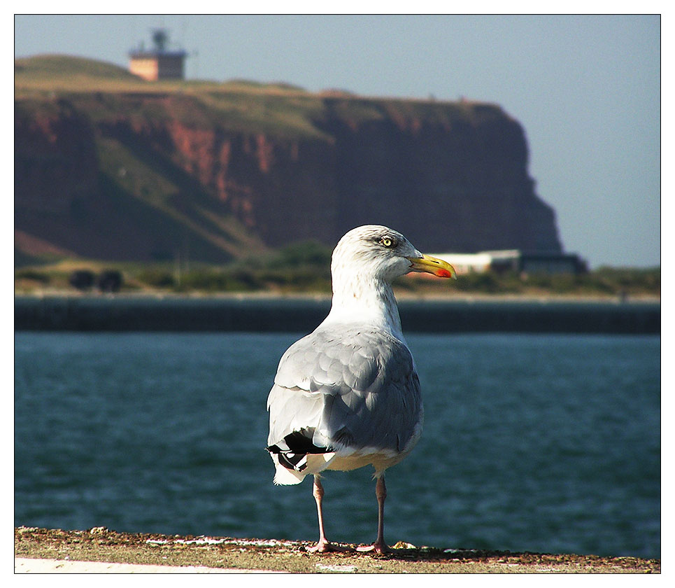 ...kleine Möwe, flieg nach Helgoland