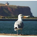 ...kleine Möwe, flieg nach Helgoland