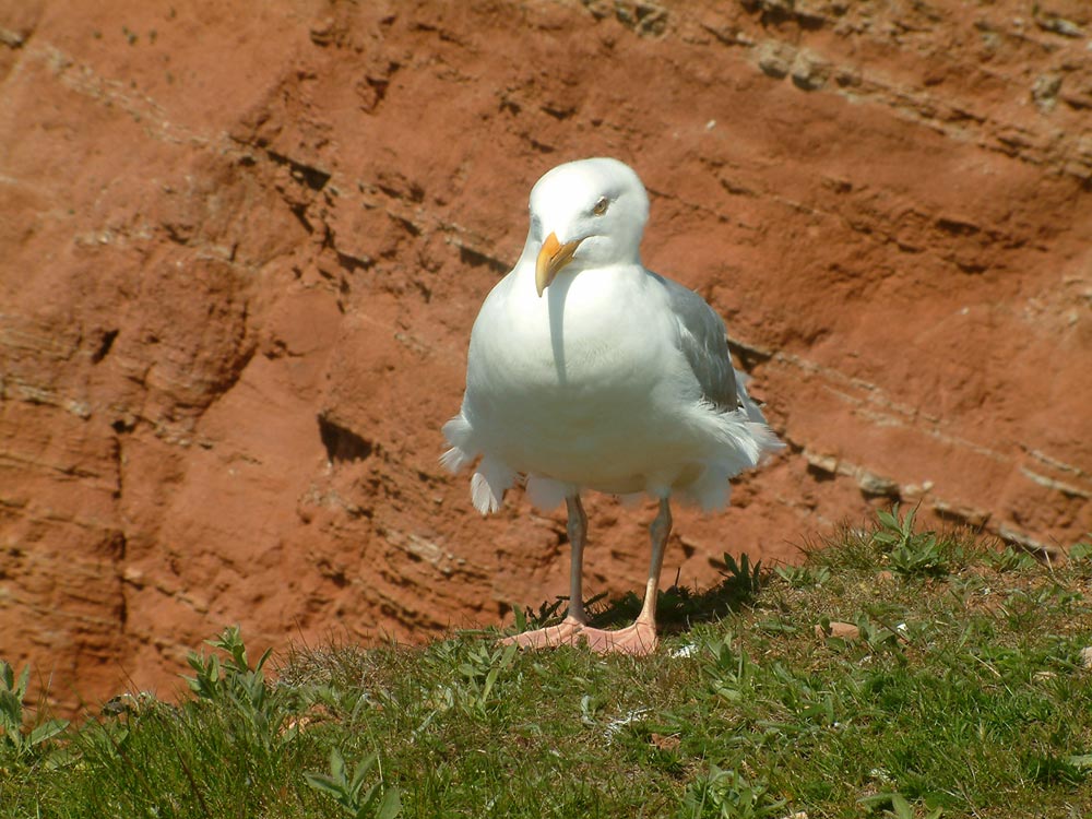 kleine Möwe fliegt nach Helgoland ...