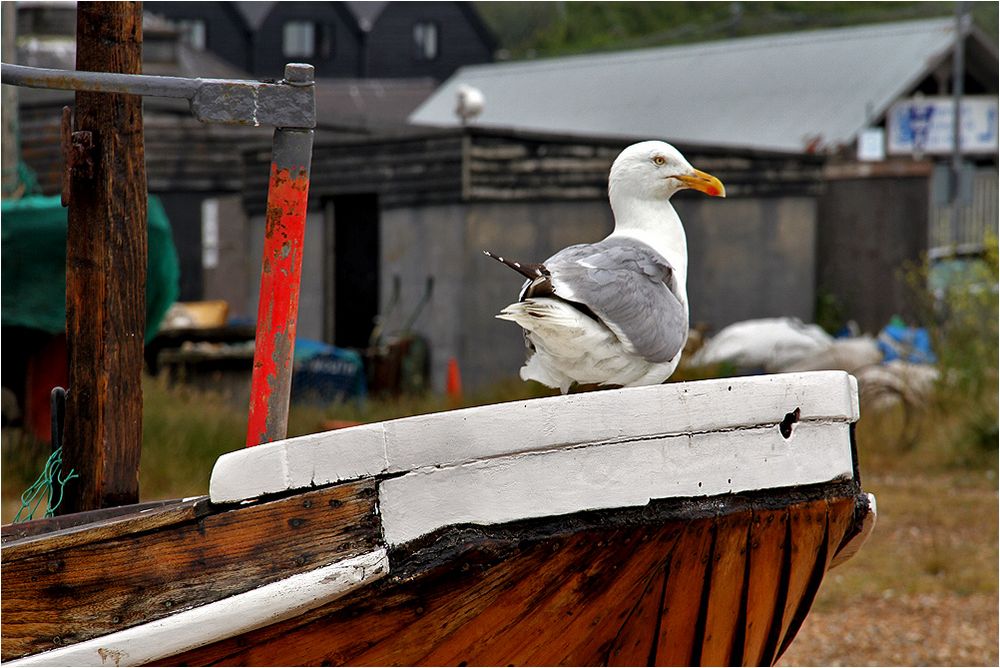 Kleine Möwe ganz groß