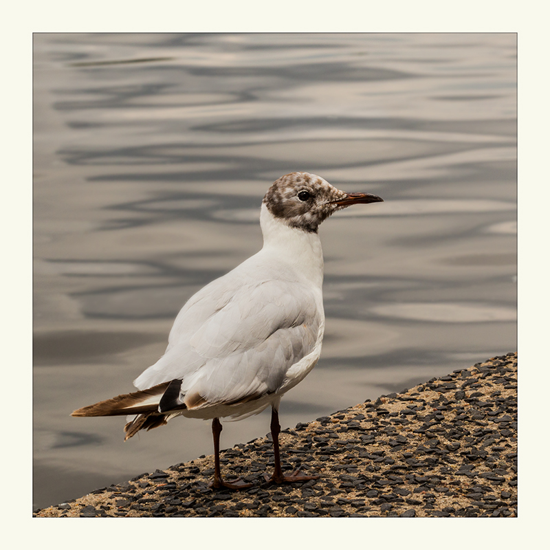 kleine möwe in hamburg