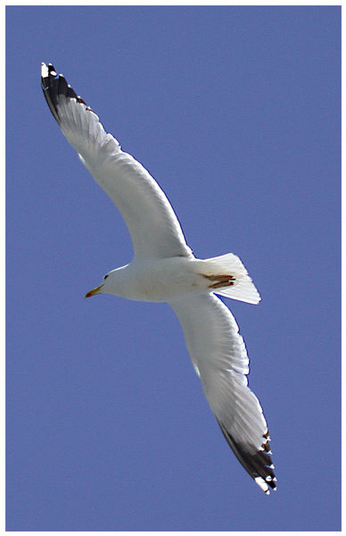 Kleine Möwe, piep, flieg nach Helgoland!