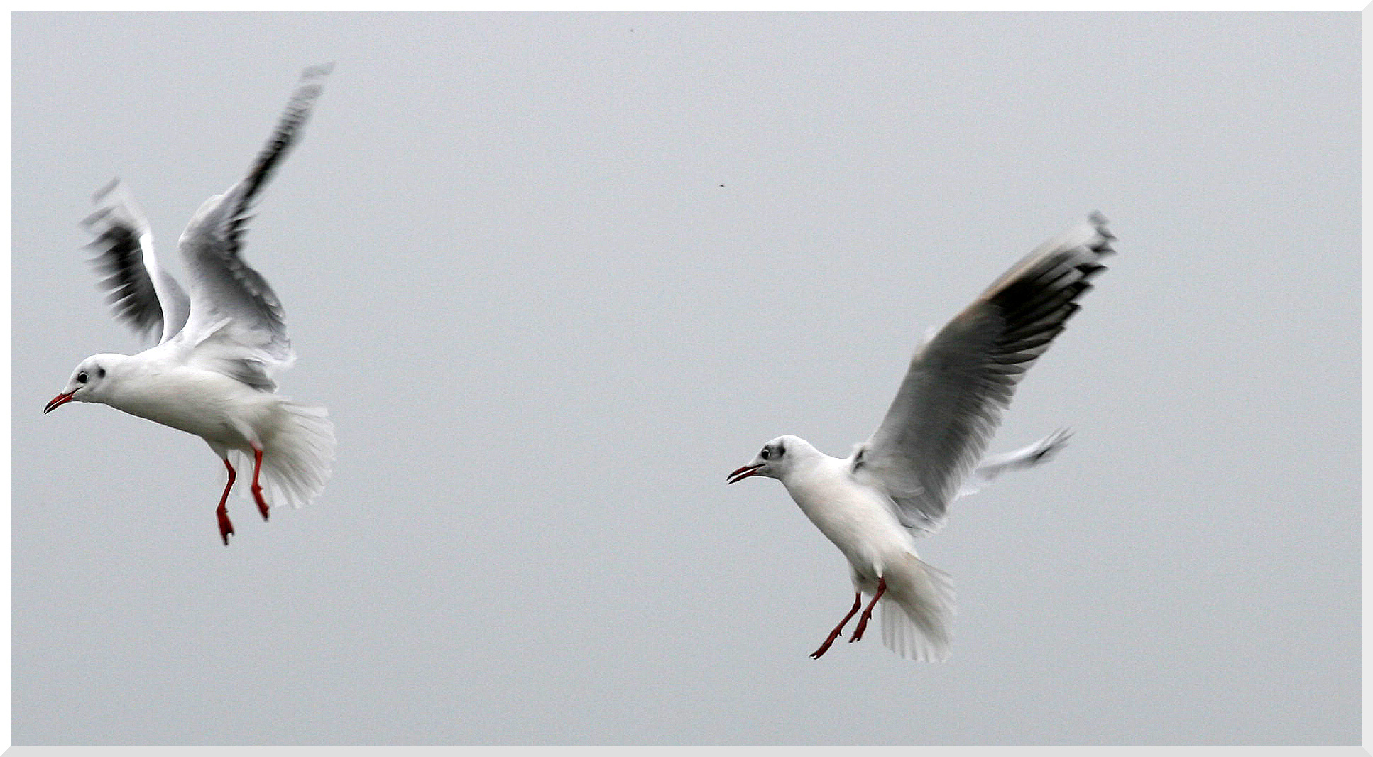 Kleine Möwe....flieg nach Helgoland......