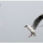 Kleine Möwe....flieg nach Helgoland......