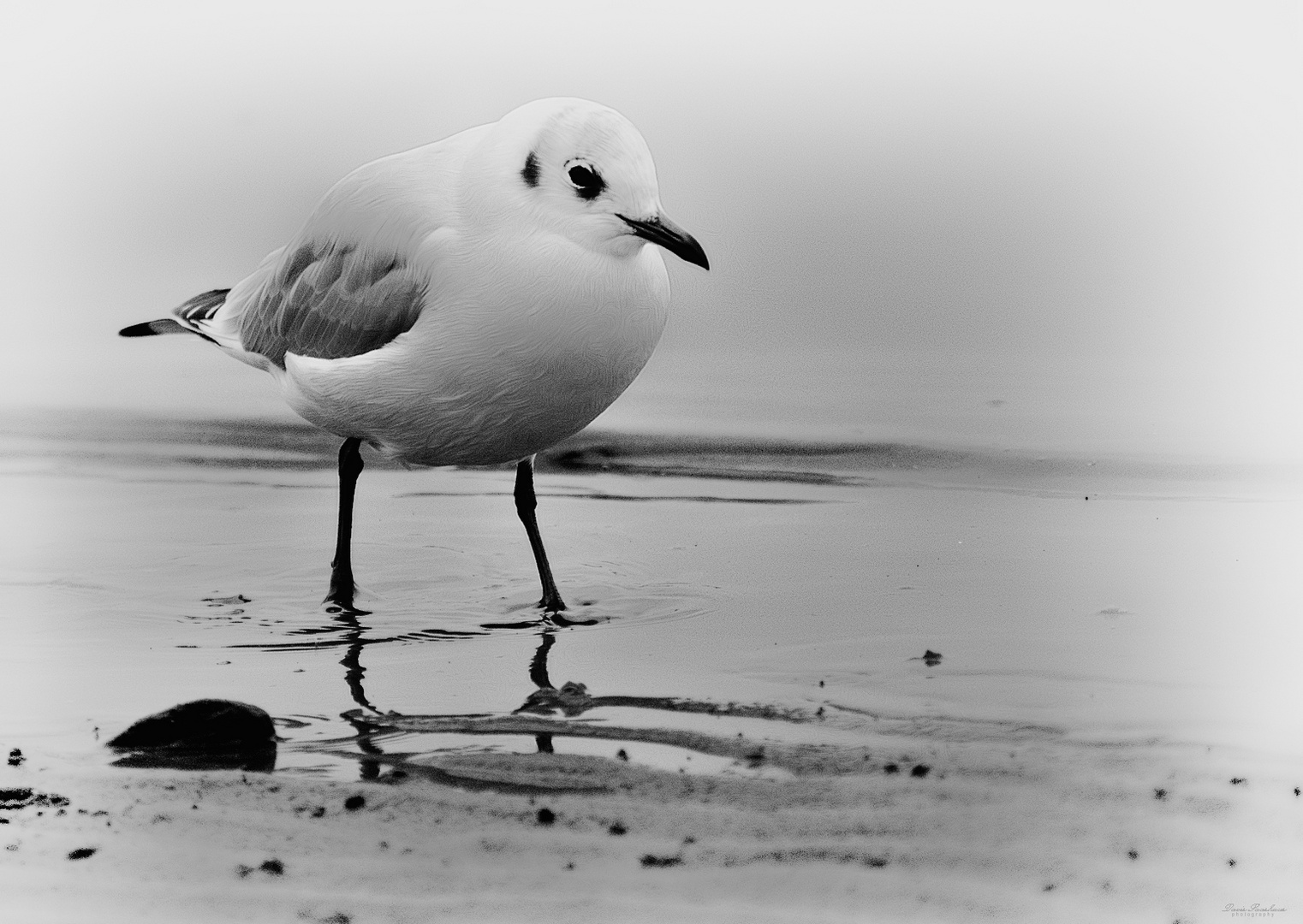 Kleine Möwe...ganz groß