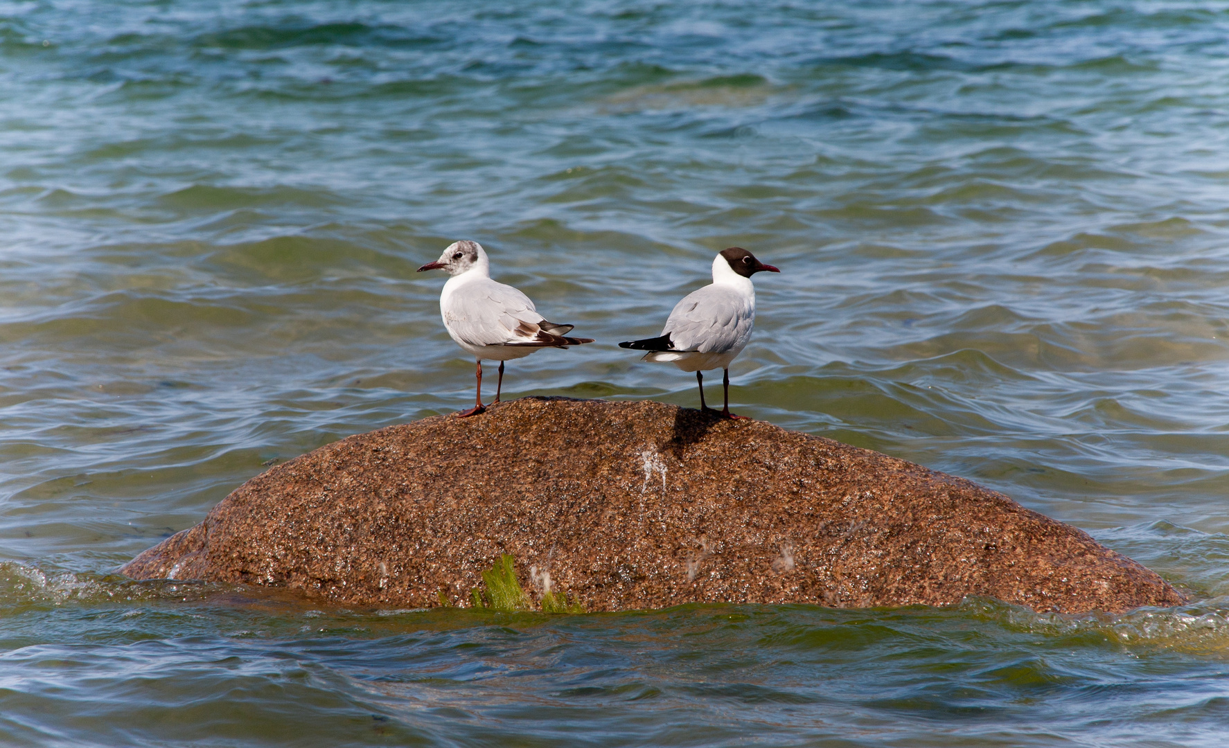 kleine möweninsel