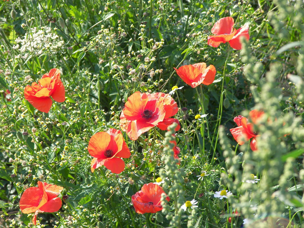 Kleine Mohn Fotostrecke -1-