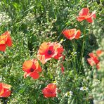 Kleine Mohn Fotostrecke -1-