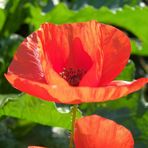 Kleine Mohn Fotostrecke -2-