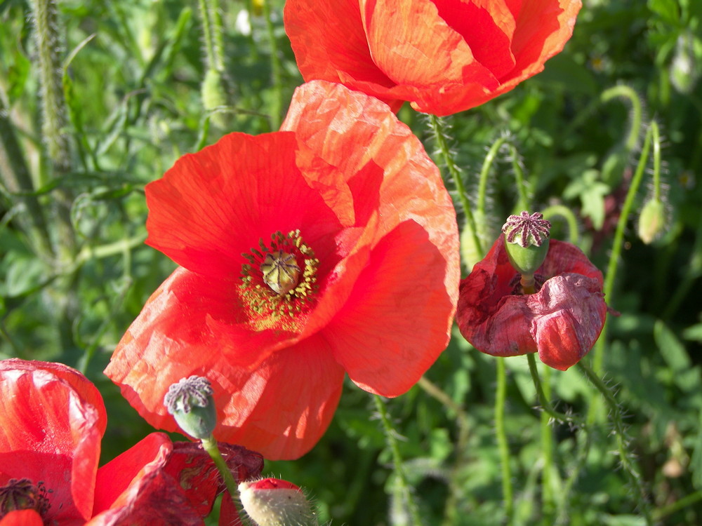 Kleine Mohn Fotostrecke -3-