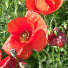 Kleine Mohn Fotostrecke -3-