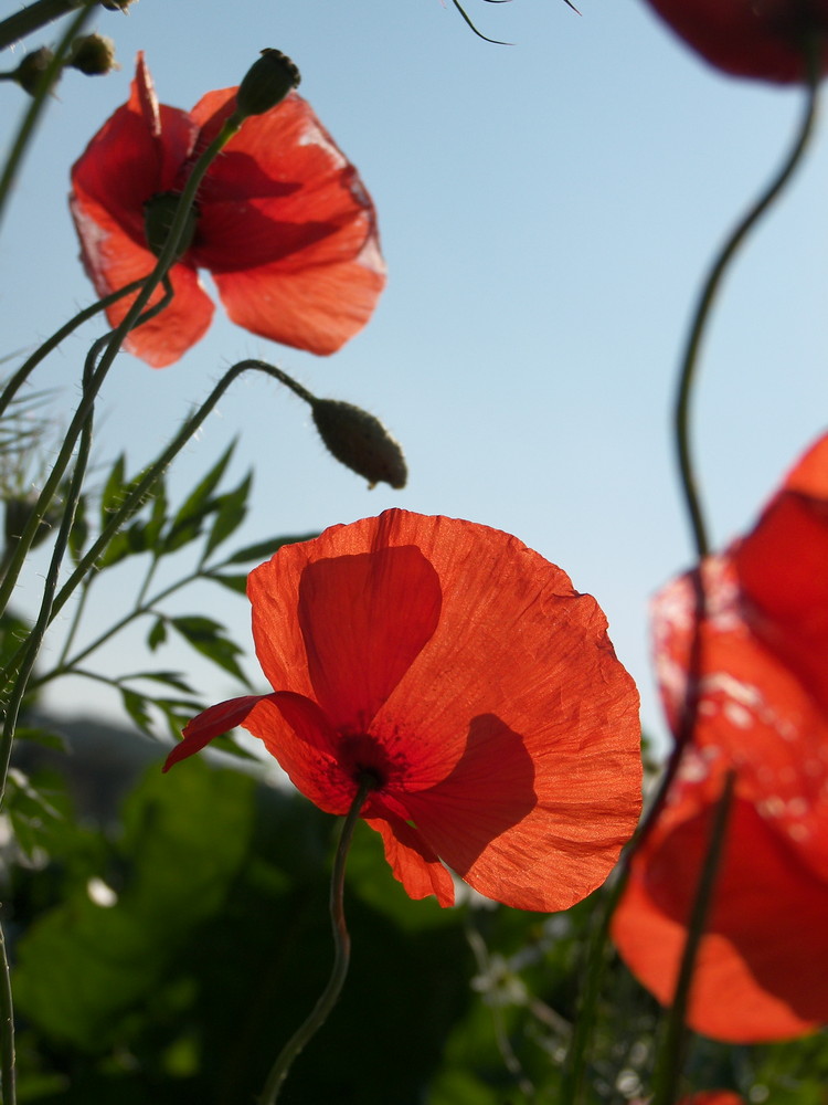 Kleine Mohn Fotostrecke -4-