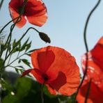 Kleine Mohn Fotostrecke -4-