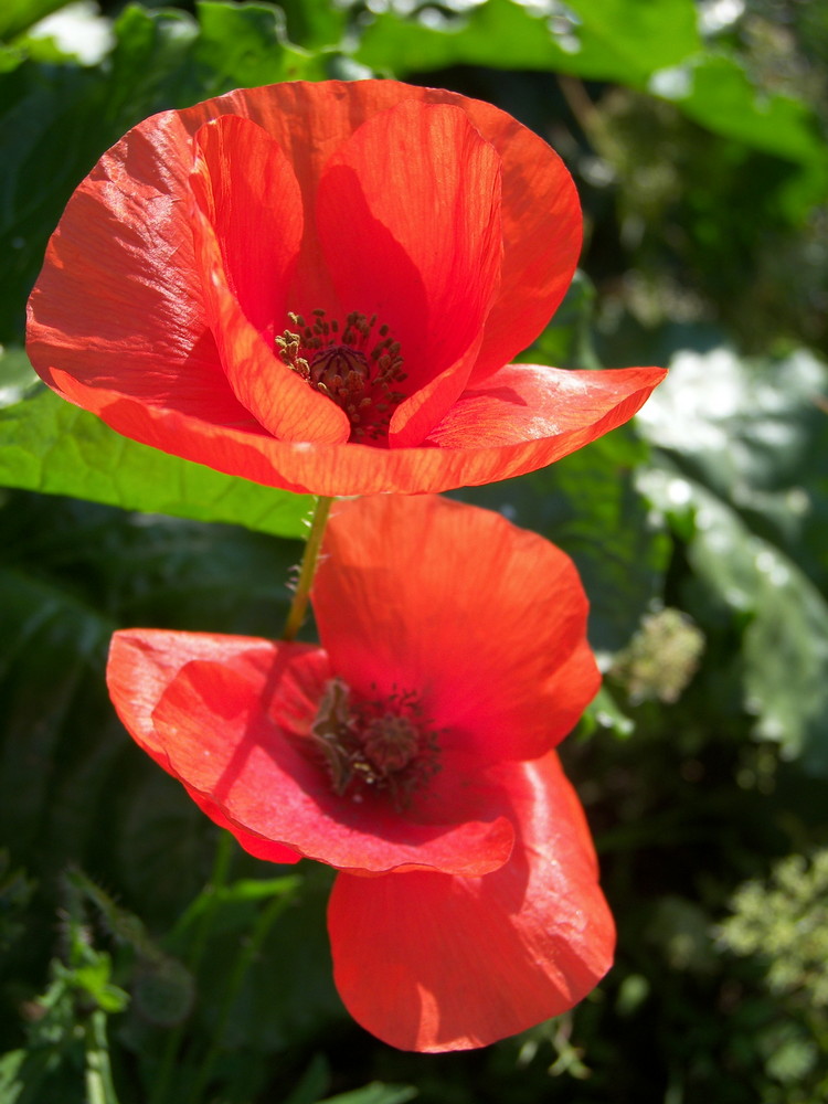 Kleine Mohn Fotostrecke -5-