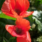 Kleine Mohn Fotostrecke -5-