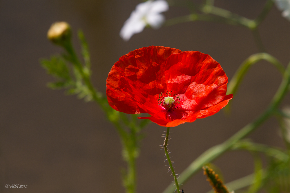 Kleine Mohnblüte